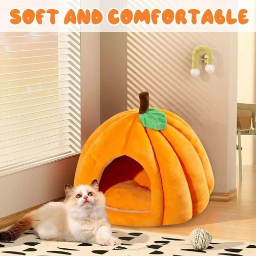 Creative pumpkin pet - pumpkin, house